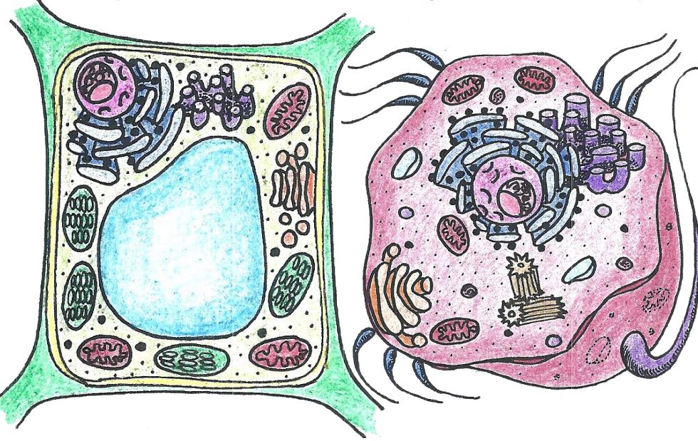 plant cell diagram - Year 5 - Quizizz