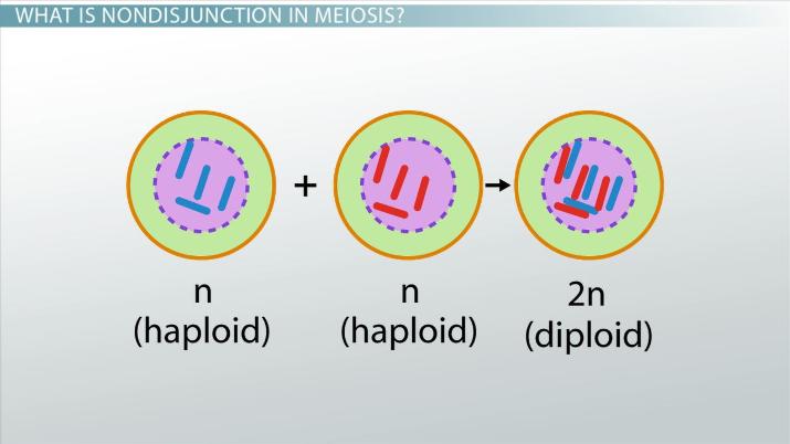 Meiosis | Science Quiz - Quizizz