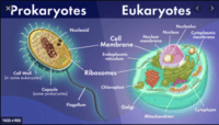 prokariota dan eukariota - Kelas 6 - Kuis