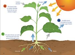 Photosynthesis/Digestive system | Quizizz