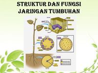 bagian-bagian tumbuhan dan fungsinya - Kelas 8 - Kuis