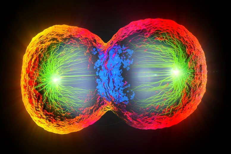 Why do cells divide?