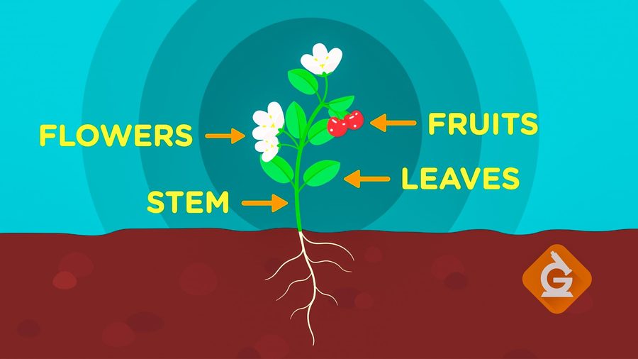 parts-of-a-plant-science-quizizz
