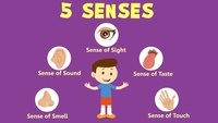 The 5 Senses - Year 10 - Quizizz