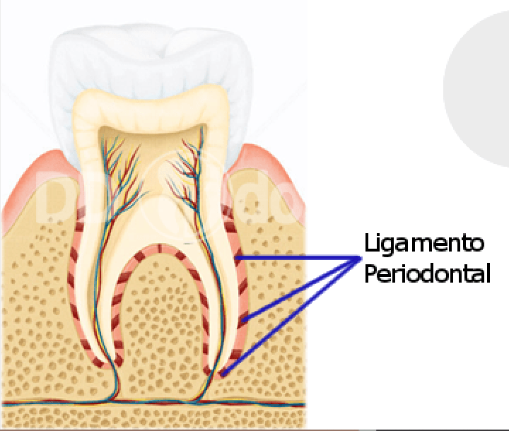 Ligamento Periodontal Quizizz 8472