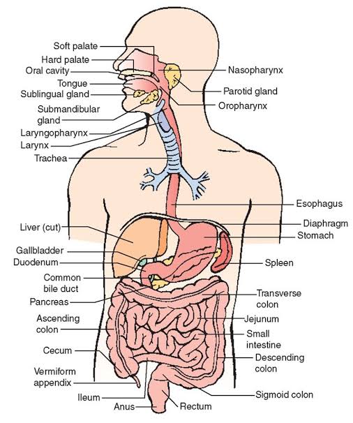 the digestive and excretory systems - Class 8 - Quizizz