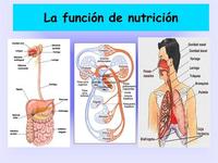 La evolución y el árbol de la vida. - Grado 6 - Quizizz