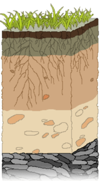 soils - Year 8 - Quizizz