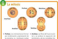 El ciclo celular y la mitosis. - Grado 9 - Quizizz