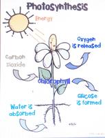 the cell cycle and mitosis - Grade 3 - Quizizz