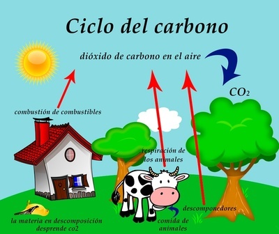 ciclo del carbono