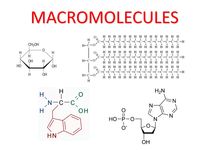 12 7 Bio Practice Macromolecules Biology Quizizz