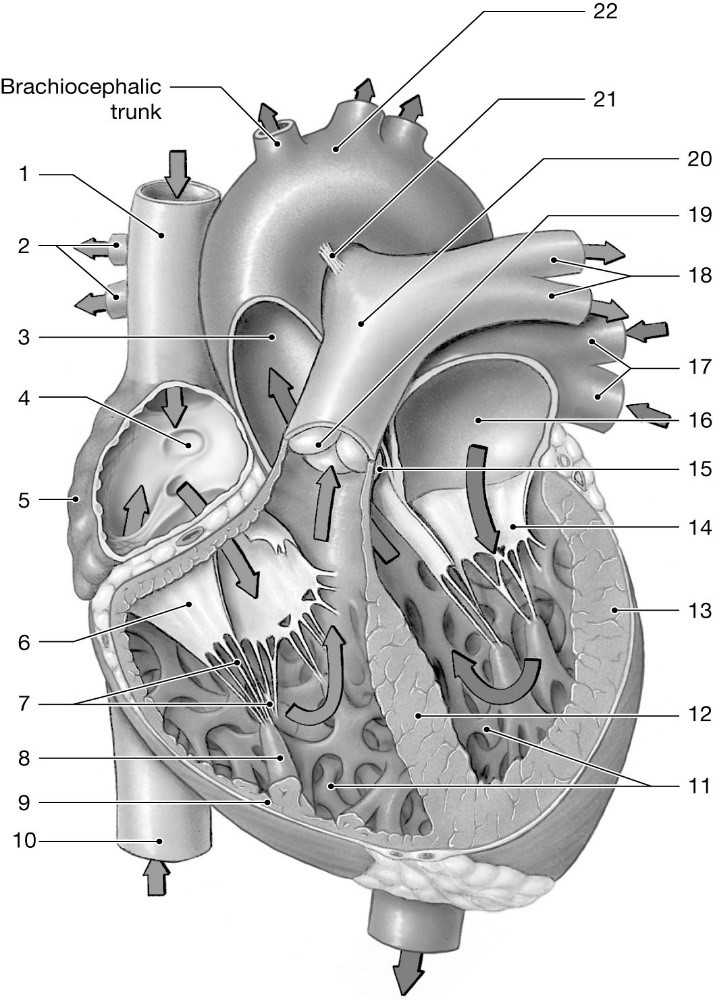 Cardiovascular System | Human Anatomy Quiz - Quizizz