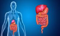 the digestive and excretory systems - Class 9 - Quizizz