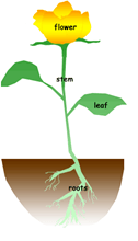 partes da planta e suas funções - Série 4 - Questionário