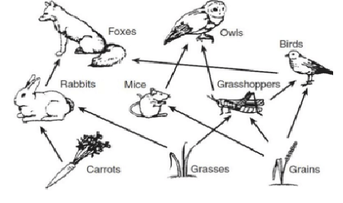 Food Webs Review- 5th Grade | 208 Plays | Quizizz