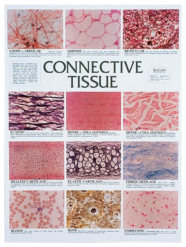 A&P 2.2 Connective Tissue