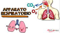 Apparato Respiratorio