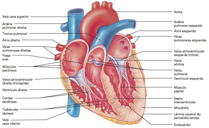 Anatomia Do Coração Interno Biology Quizizz 1260