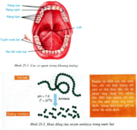 hệ thống tiêu hóa và bài tiết - Lớp 2 - Quizizz