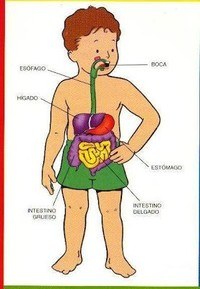 os sistemas digestivo e excretor - Série 4 - Questionário