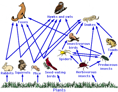 Food Chains and Food Webs questions & answers for quizzes and tests -  Quizizz