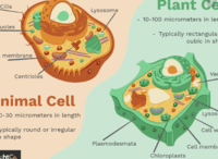 plant and animal cell - Class 4 - Quizizz