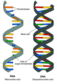 síntese de rna e proteína - Série 10 - Questionário