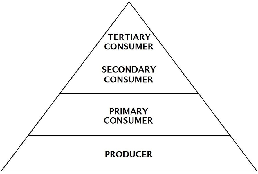 The Eco Pyramid