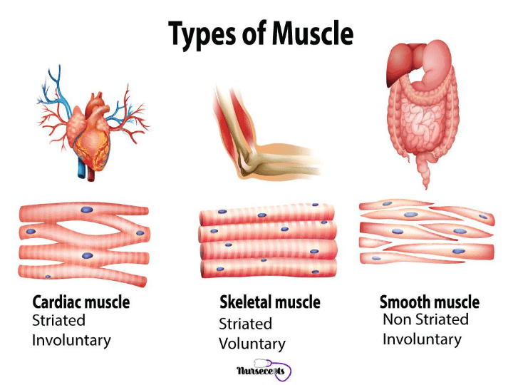 Muscular System | Science - Quizizz