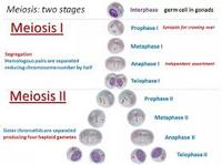 meiosis - Class 9 - Quizizz