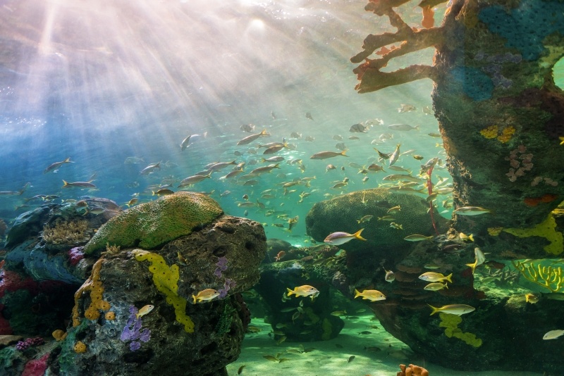 Factors Affecting Aquatic Ecosystems
