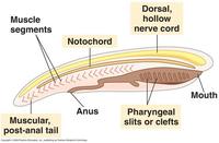 Chordates & Vertebrates