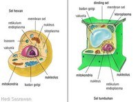 struktur sebuah sel - Kelas 7 - Kuis