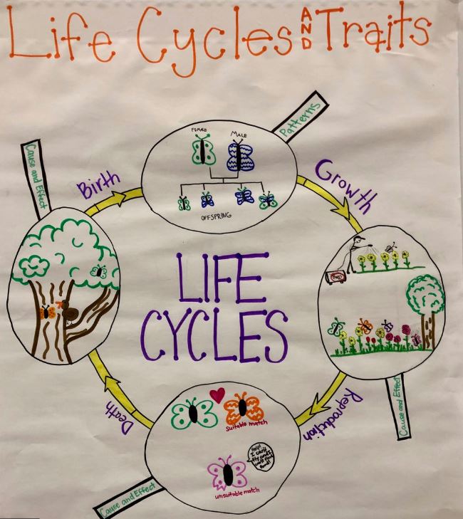 Science Unit 5 Life Cycles And Traits Quiz Quizizz