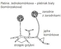 Zadania dotyczące słów pomiarowych - Klasa 10 - Quiz