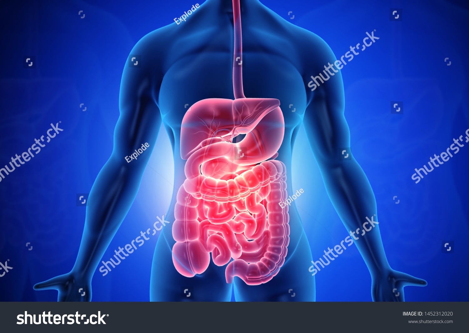the digestive and excretory systems - Class 11 - Quizizz