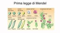 di truyền phi Mendel - Lớp 8 - Quizizz