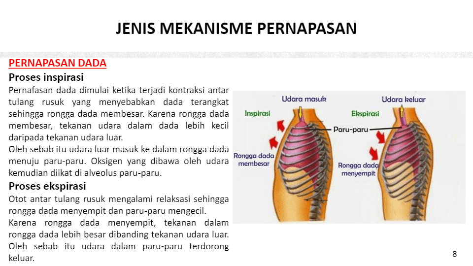 KB 2 - Mekanisme Pernapasan | Biology - Quizizz