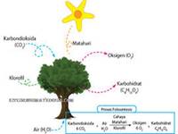 fotosintesis - Kelas 5 - Kuis