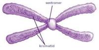 genetika - Kelas 3 - Kuis