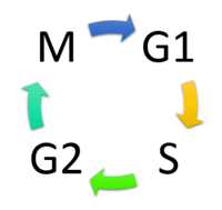 the cell cycle and mitosis - Year 10 - Quizizz