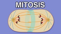 siklus sel dan mitosis Kartu Flash - Quizizz