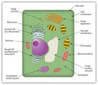 Animal Cell And Plant Cell Project Quiz Quizizz