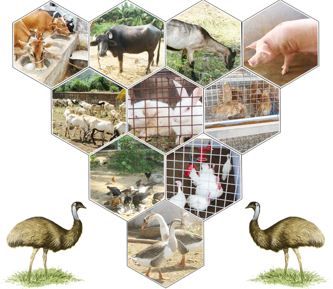 Animal Husbandry - Revision Quizizz