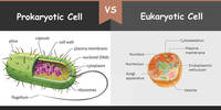 prokaryotes and eukaryotes - Grade 11 - Quizizz