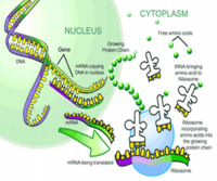 síntesis de arn y proteínas - Grado 11 - Quizizz