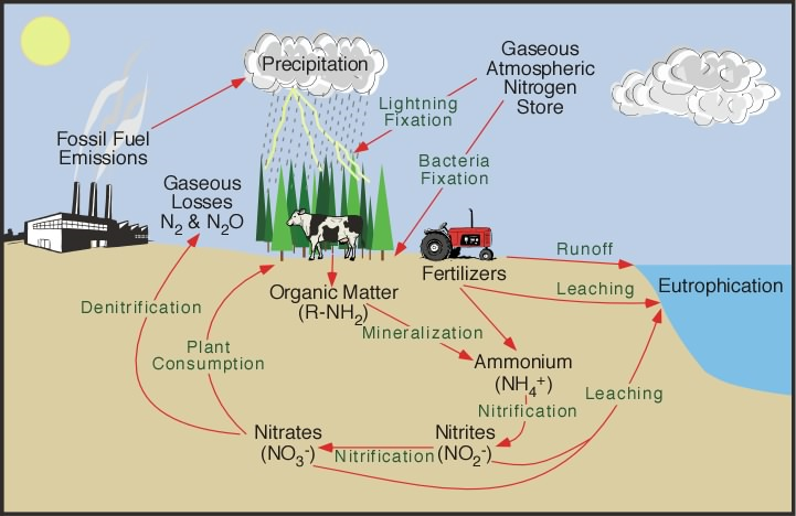 Biogeochemical Cycles