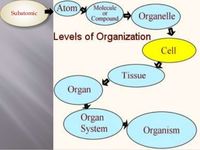 Levels of Organization