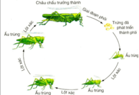 động vật có xương sống và động vật không xương sống - Lớp 10 - Quizizz